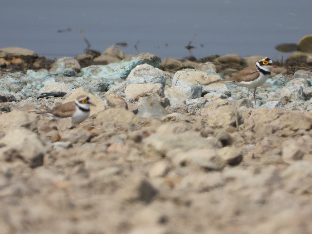 Pluvier petit-gravelot - ML647538633