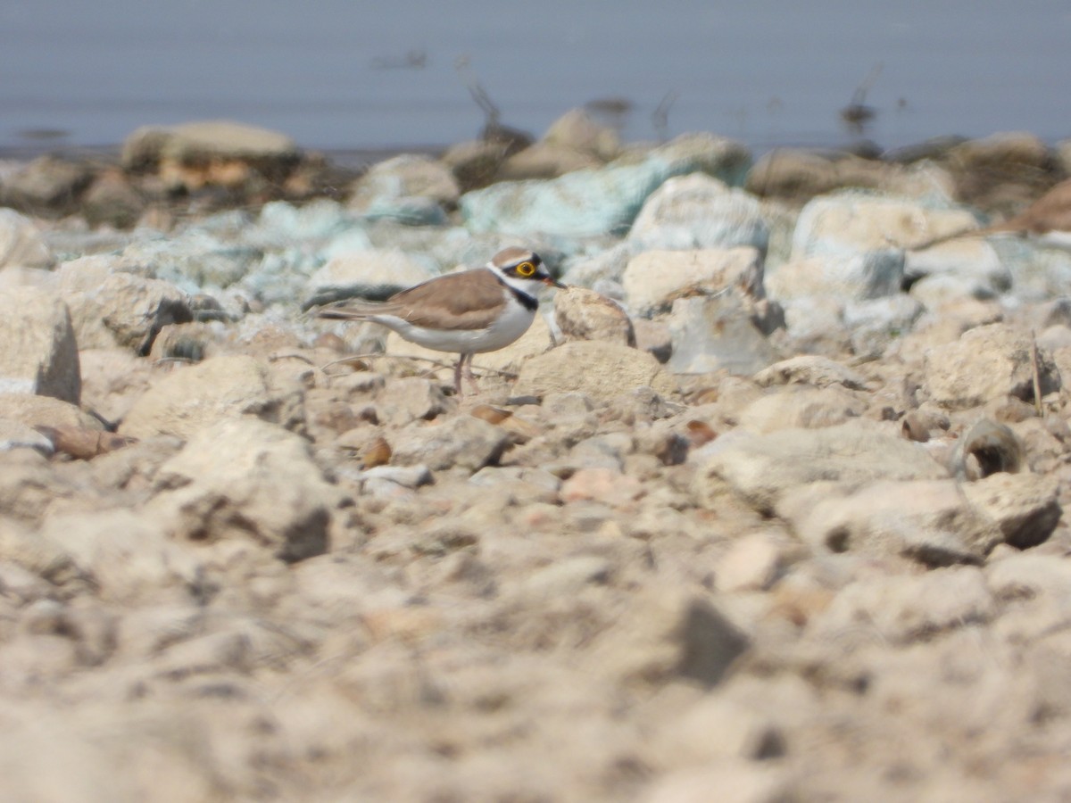 Pluvier petit-gravelot - ML647538634