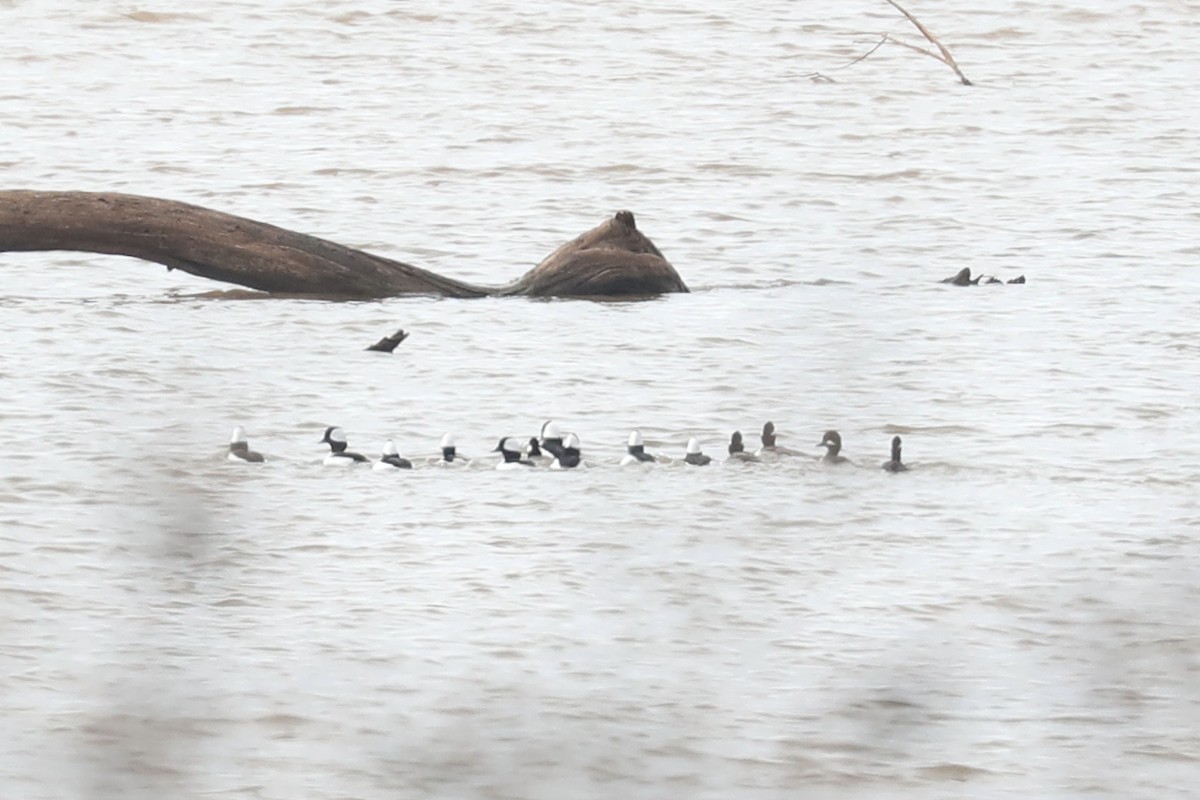 Petit Garrot - ML647538635