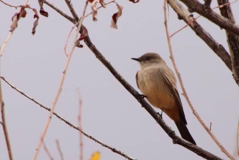 Moucherolle à ventre roux - ML647538637