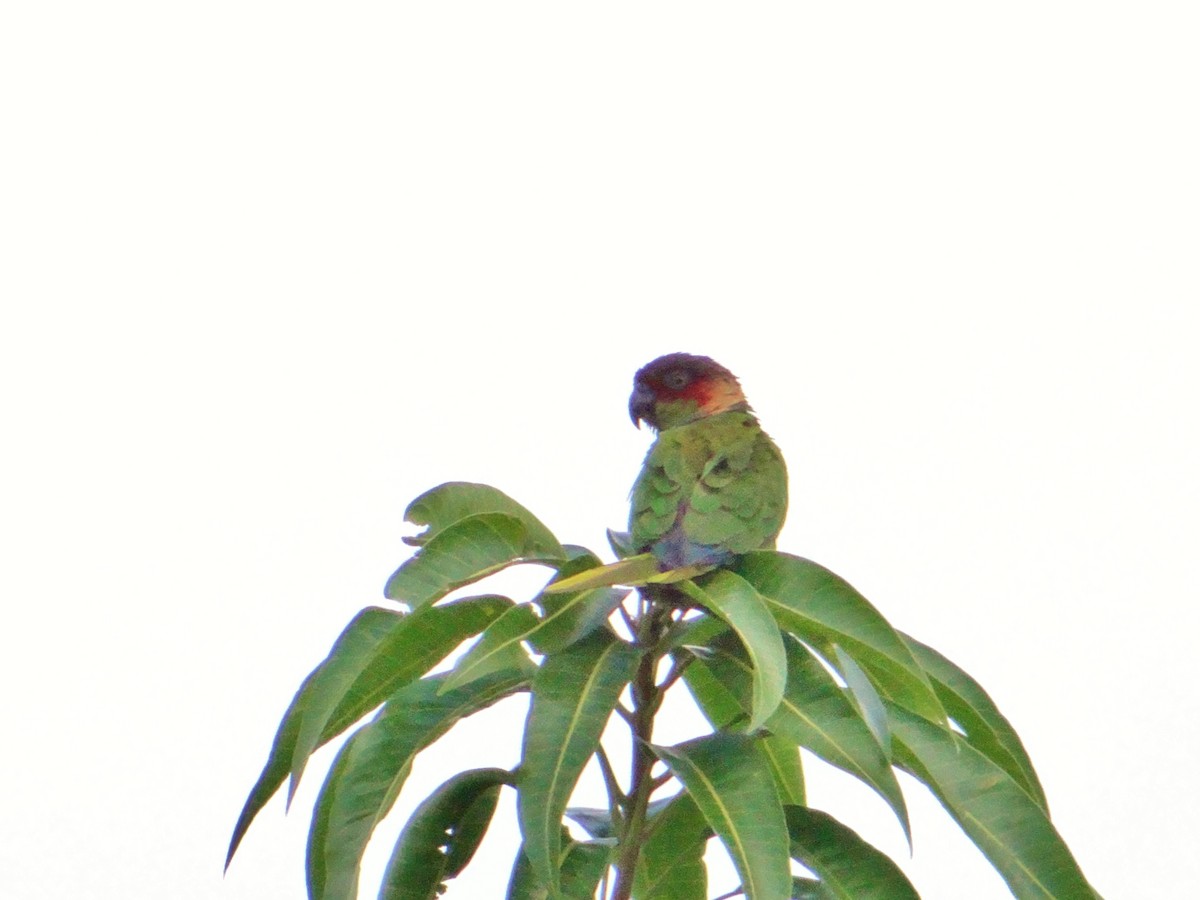 Synallaxe à front roux - ML647538640