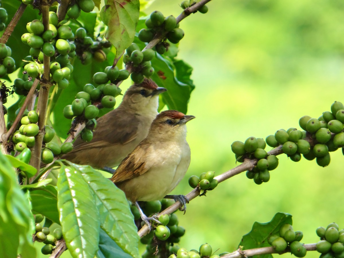 Synallaxe à front roux - ML647538641