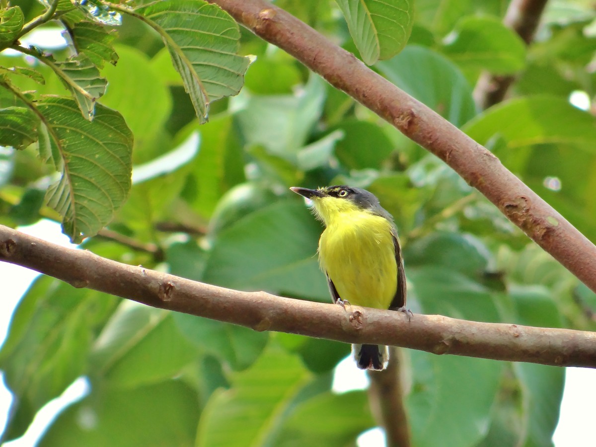 Synallaxe à front roux - ML647538642