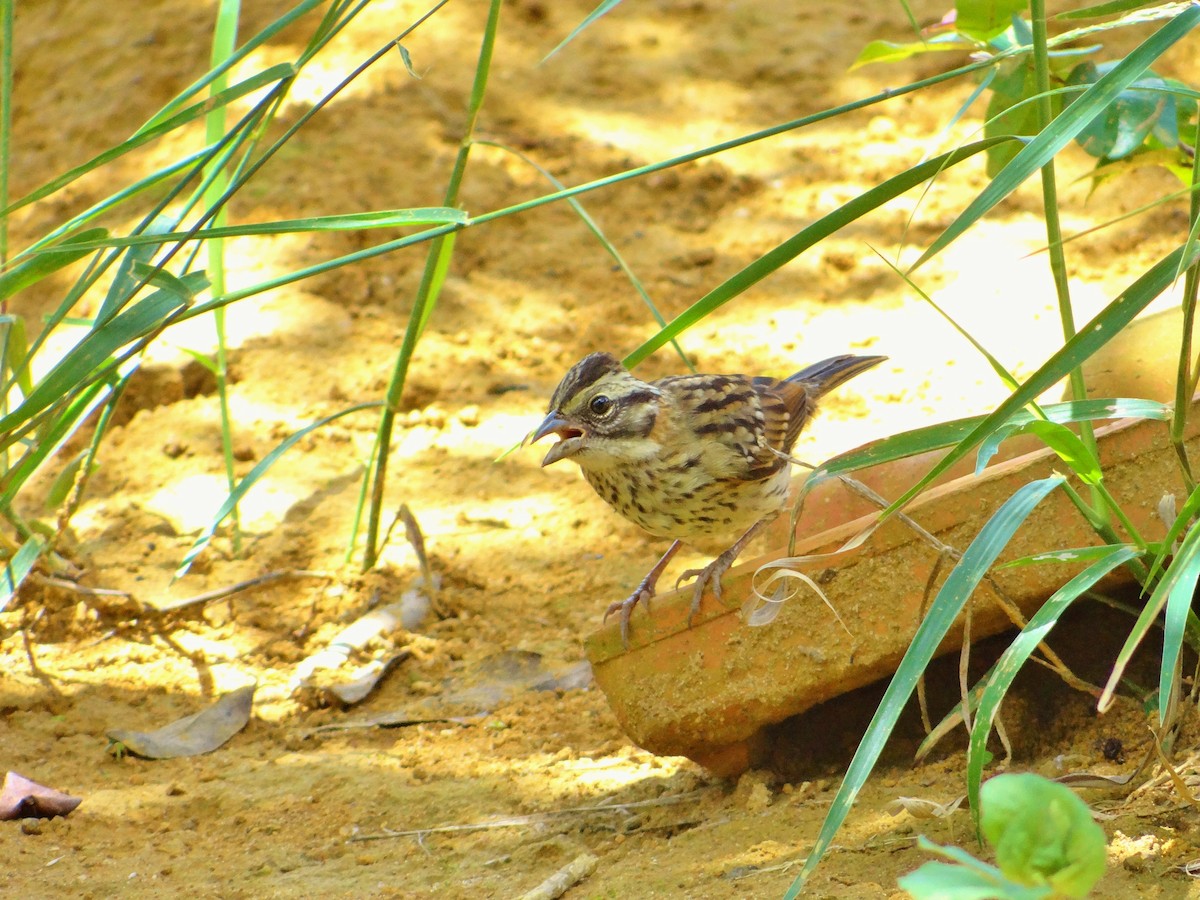 Synallaxe à front roux - ML647538643