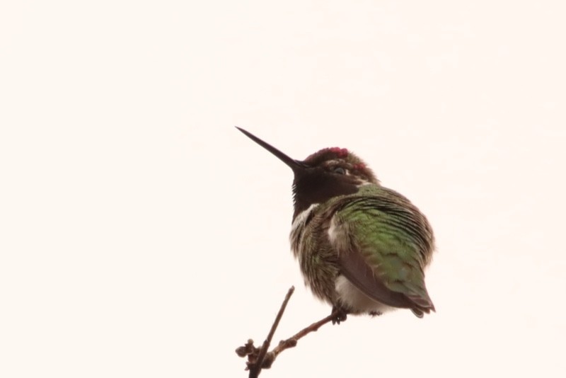 Colibri d'Anna - ML647538647