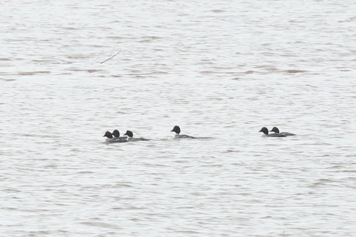 Garrot à oeil d'or - ML647538648