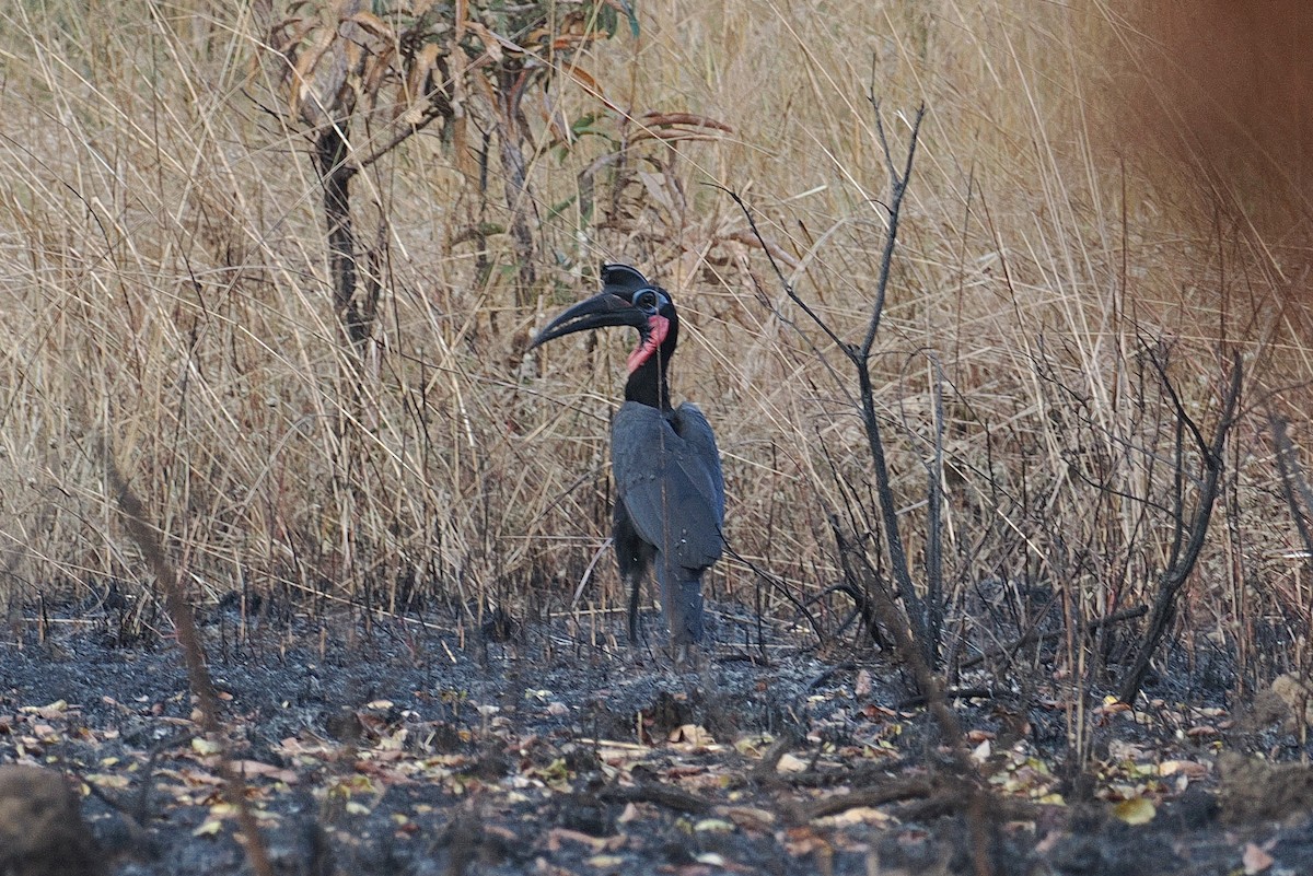 Bucorve d'Abyssinie - ML647538649