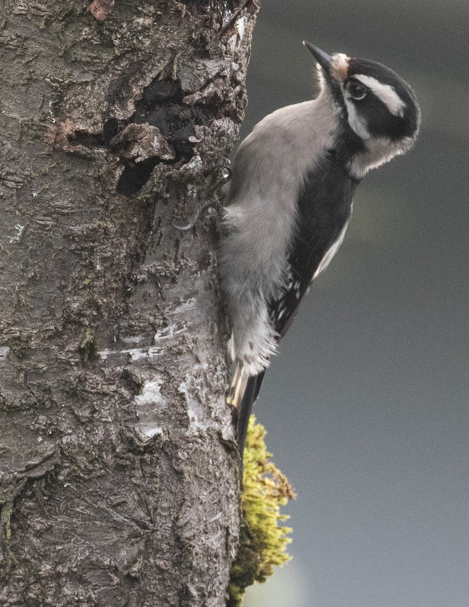 Pic mineur - ML647538650