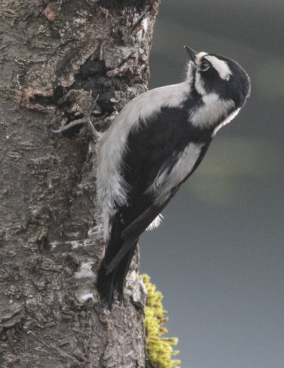 Pic mineur - ML647538651