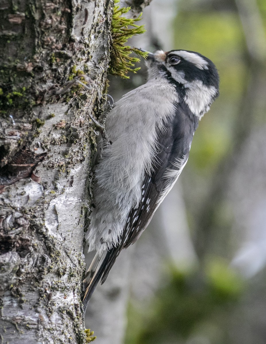 Pic mineur - ML647538652