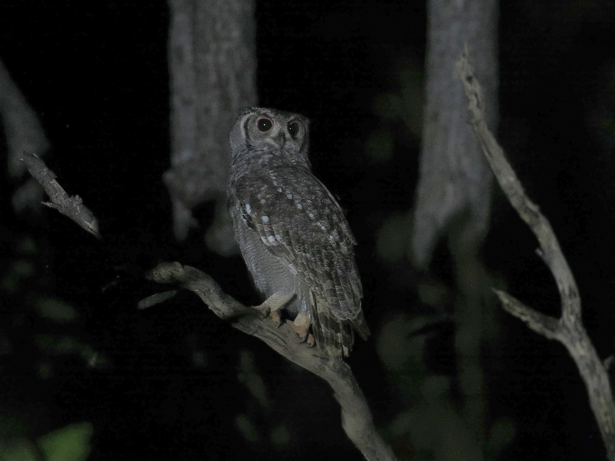 Grayish Eagle-Owl - ML647538656