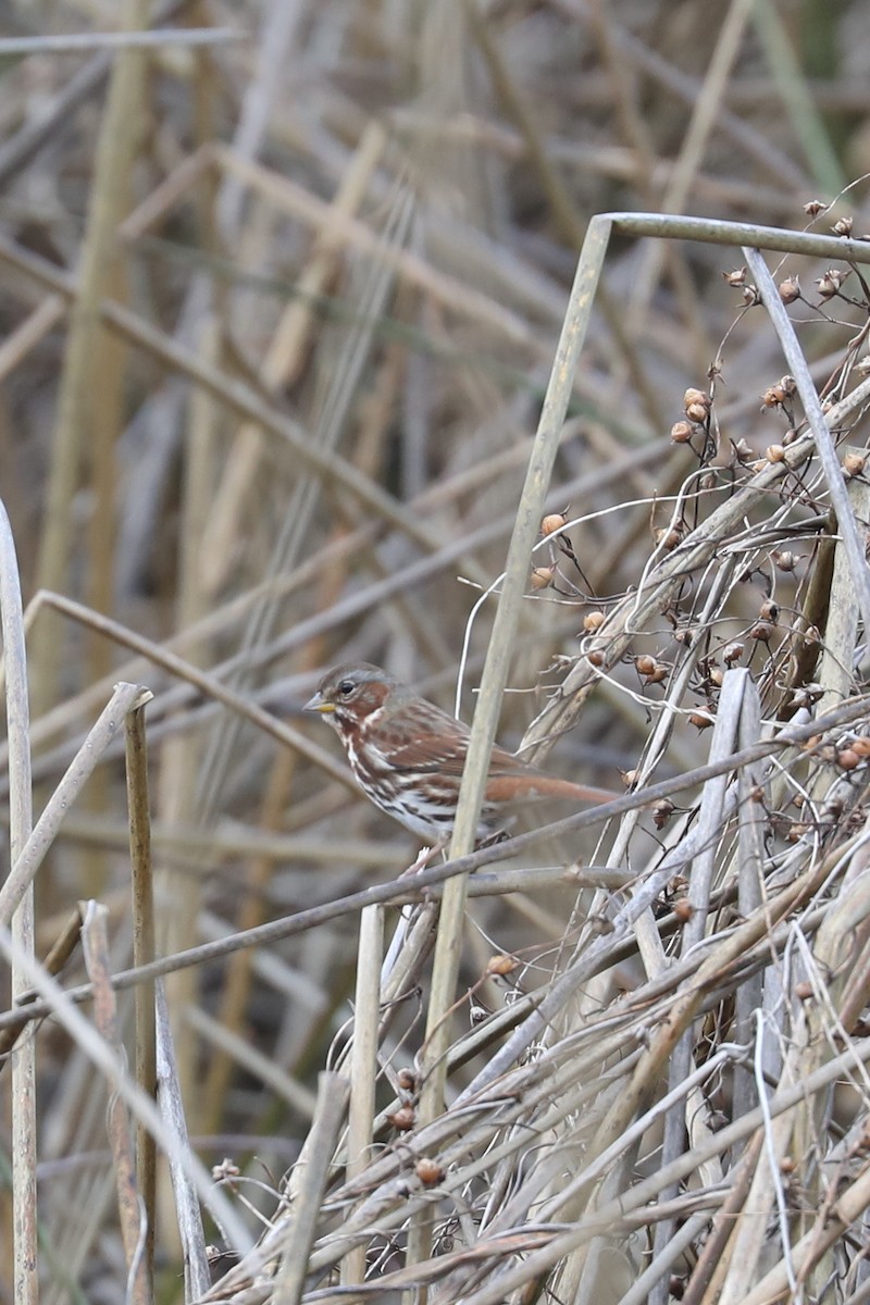 strnadec kaštanový - ML647538657