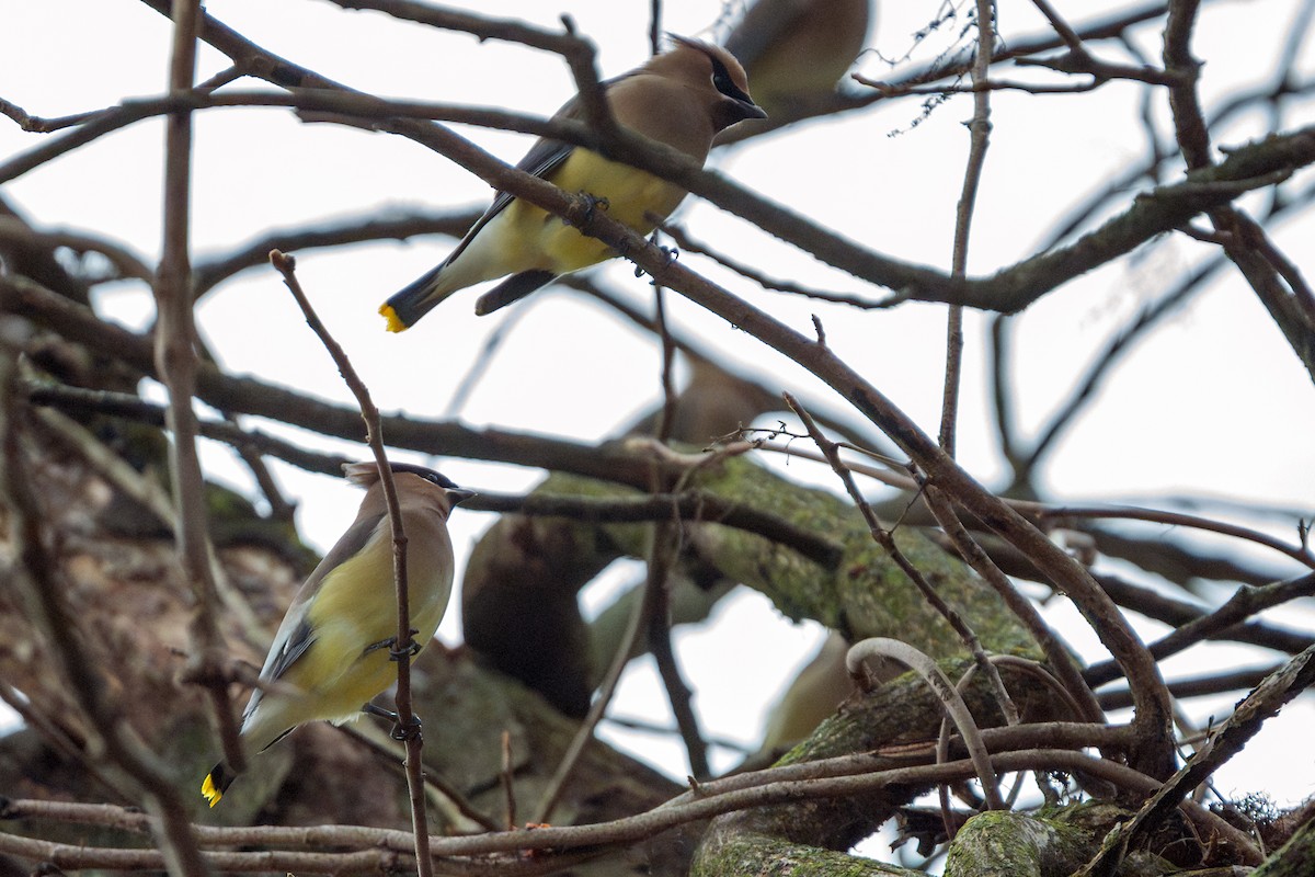 brkoslav americký - ML647538658