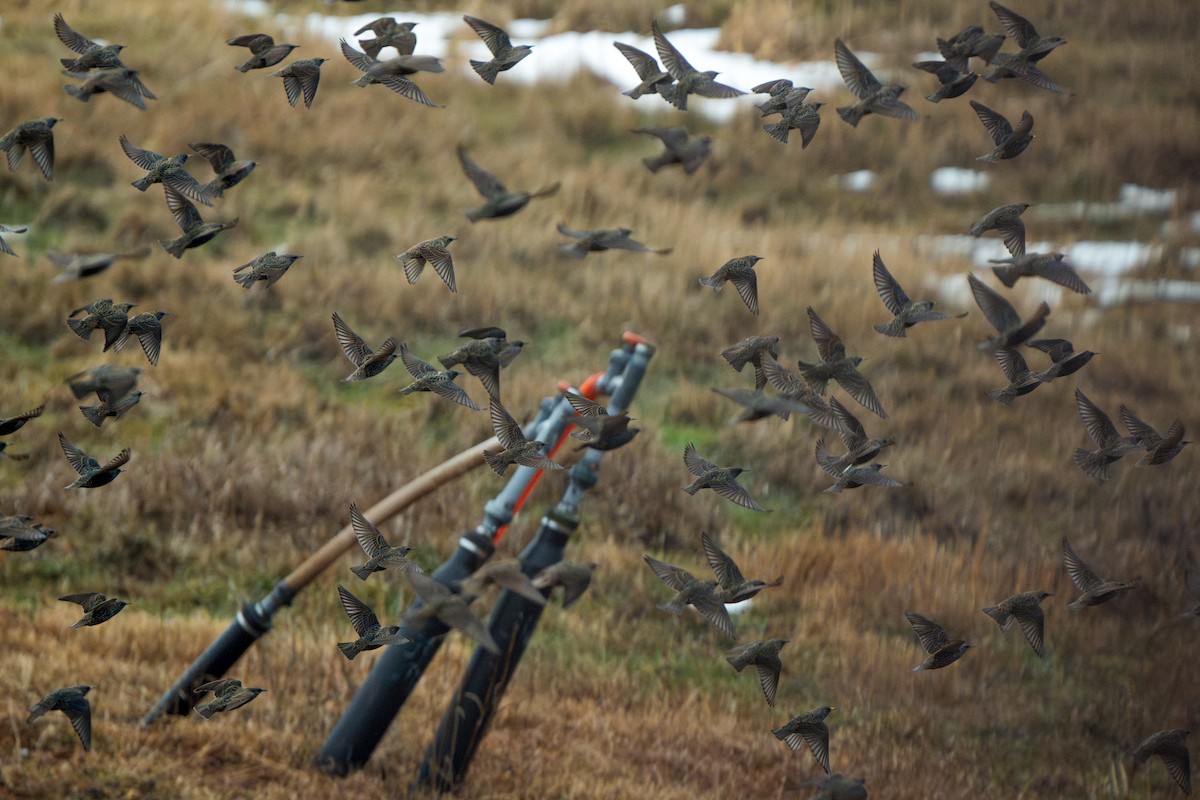 špaček obecný - ML647538665