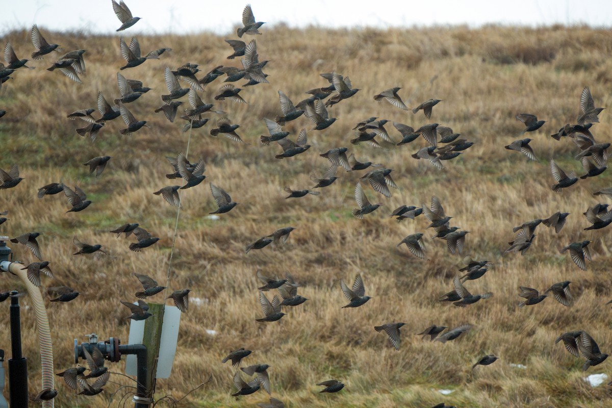 špaček obecný - ML647538666