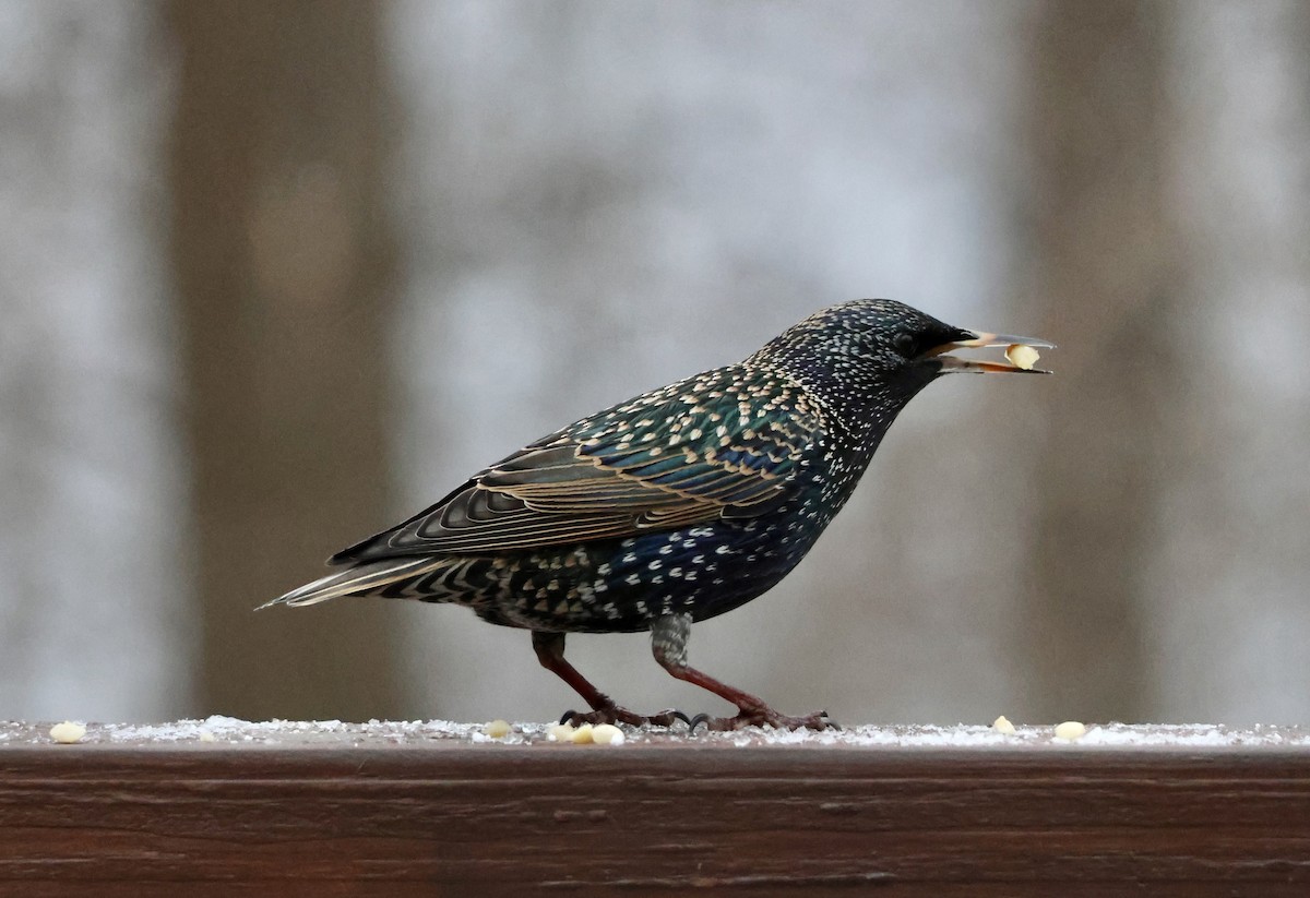 European Starling - ML647538669