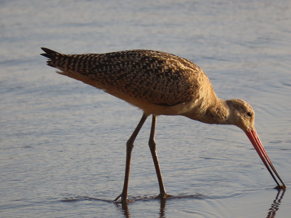 Marbled Godwit - ML647538686