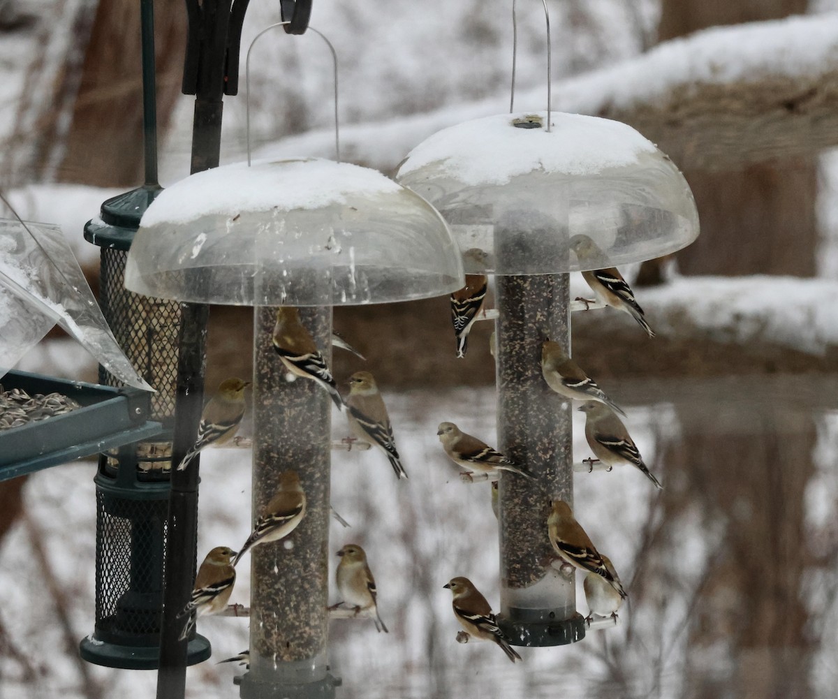 ムナフヒメドリ - ML647538691