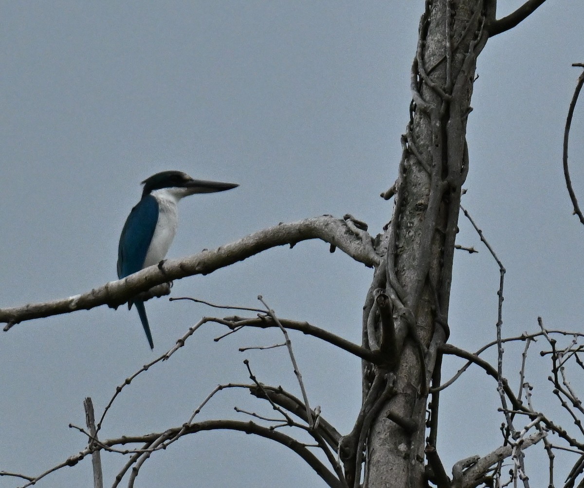 Collared Kingfisher - ML647538717