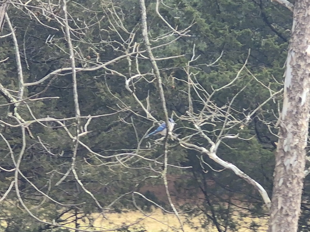 Blue Jay - ML647538720