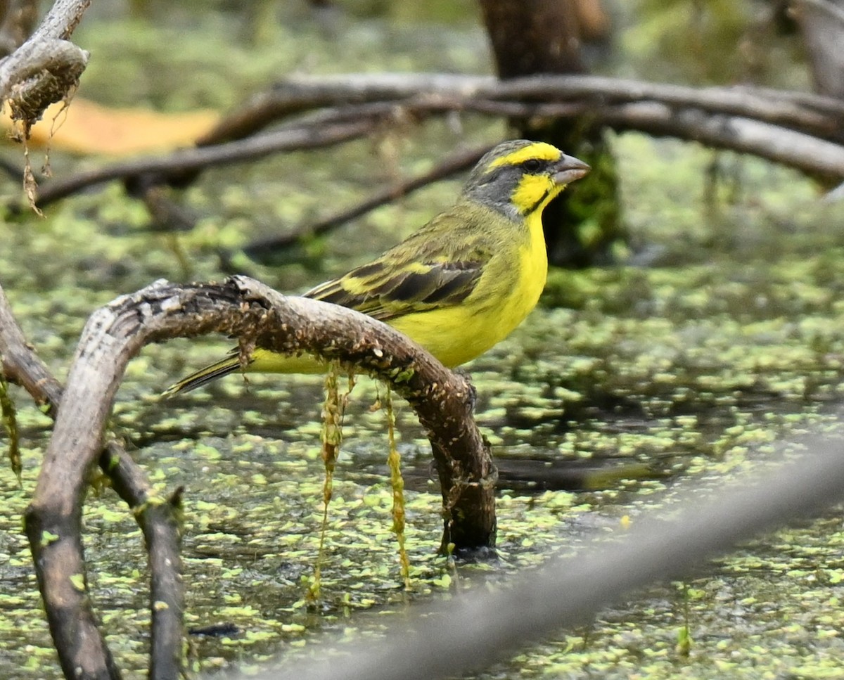 Yellow-fronted Canary - ML647538740