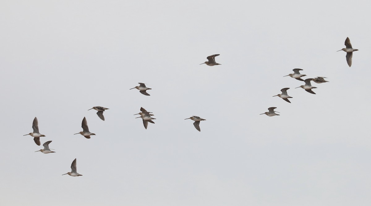 Wilson's Snipe - ML647538764