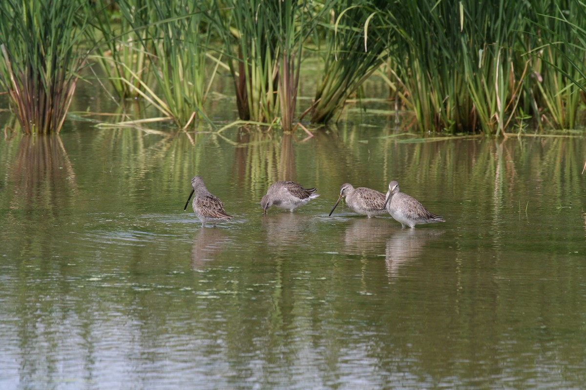Long-billed Dowitcher - ML647538766