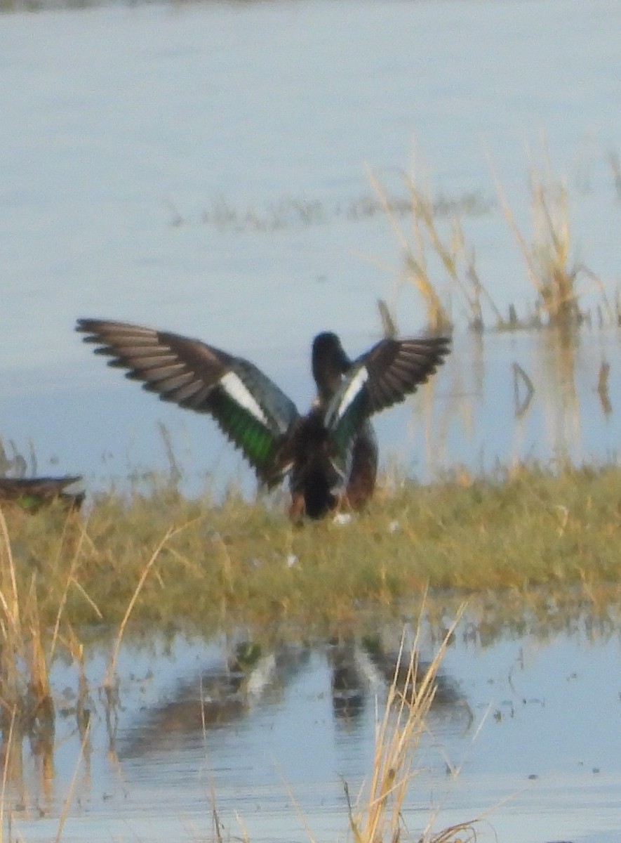 Amerika Dikkuyruğu - ML647538775