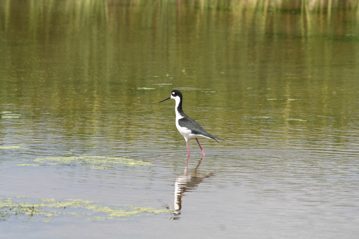 Black-necked Stilt - ML647538779