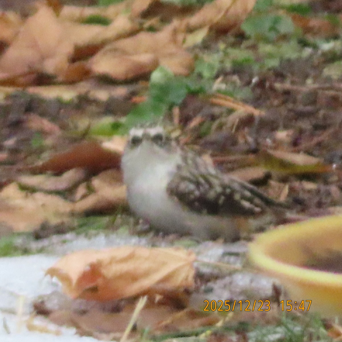 Brown Creeper - ML647538783