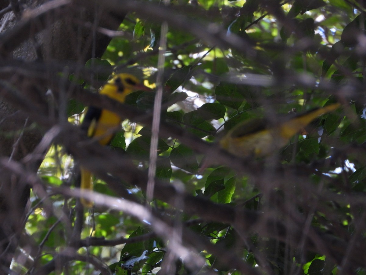 Indian Golden Oriole - ML647538784