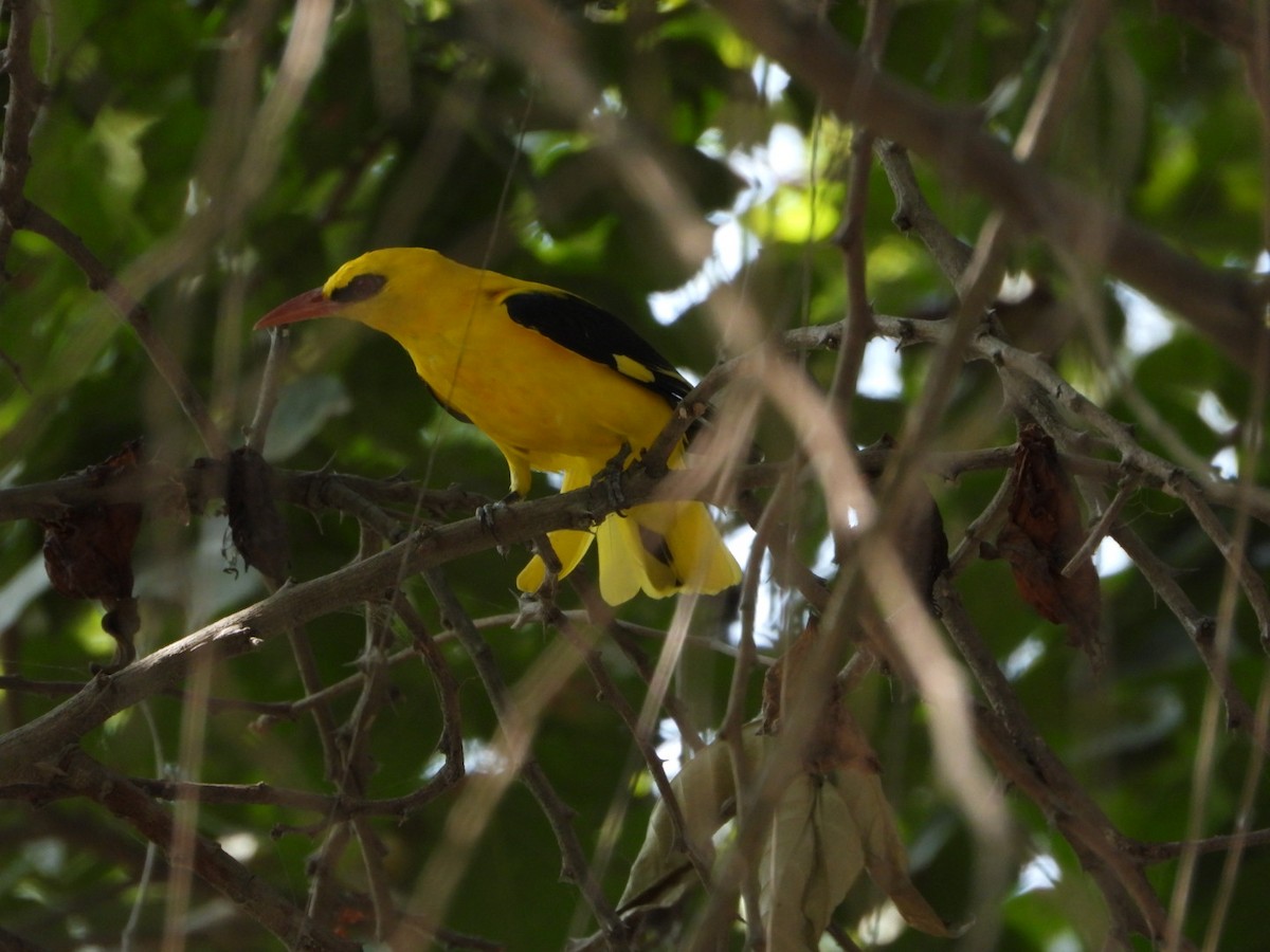 Indian Golden Oriole - ML647538785