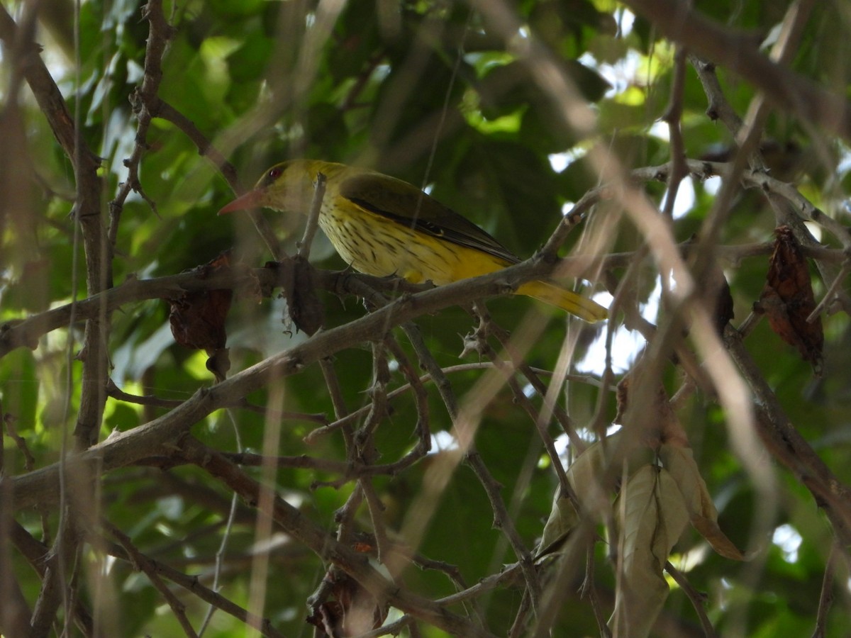Indian Golden Oriole - ML647538786