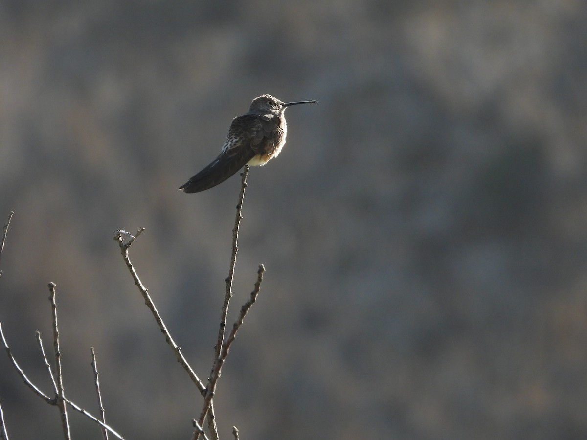 kolibřík velký - ML647538791