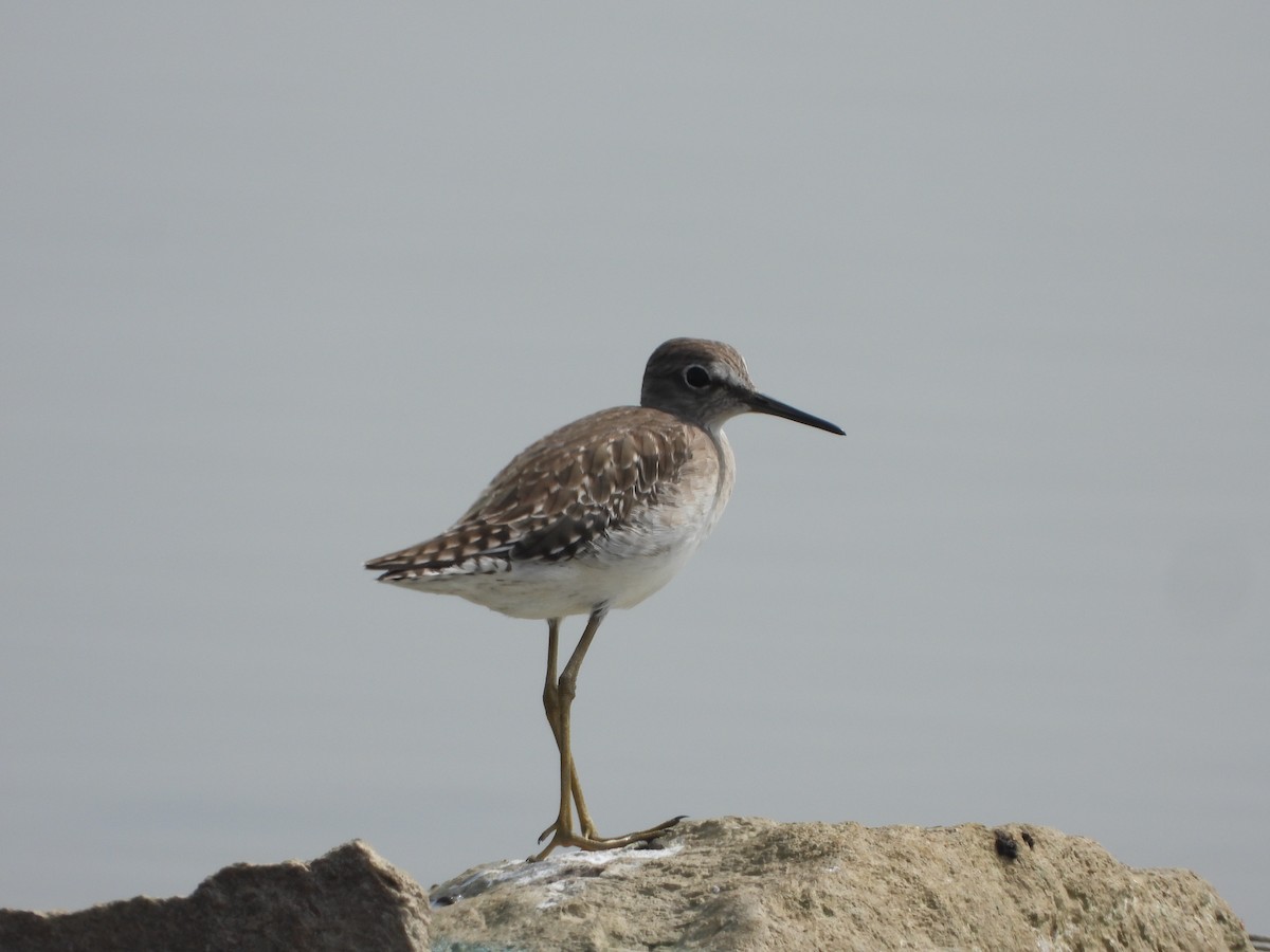 vodouš bahenní - ML647538792