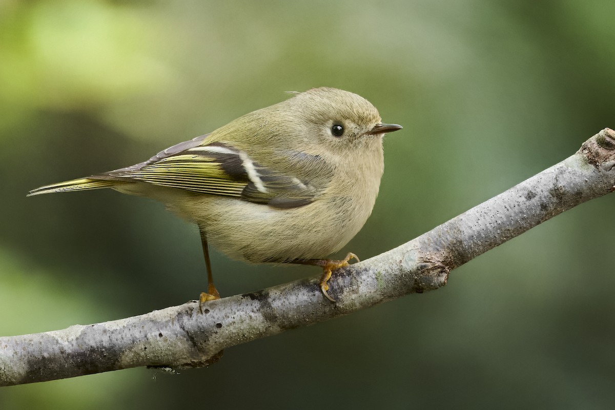 králíček americký - ML647538800