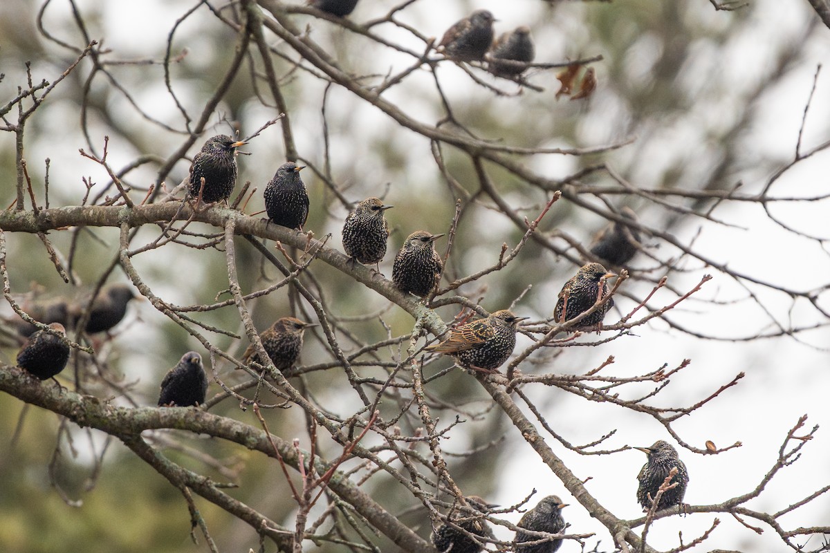 špaček obecný - ML647538805