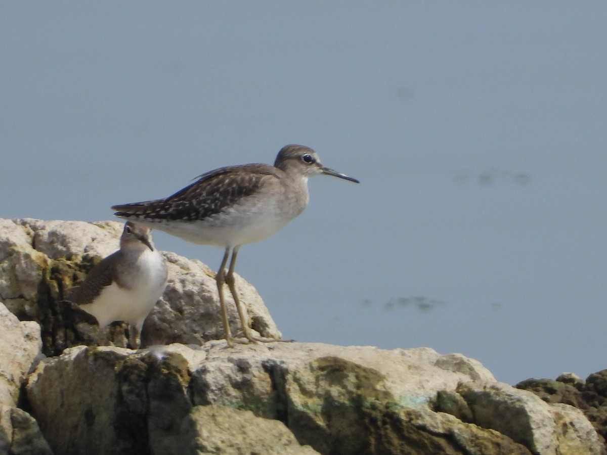 vodouš bahenní - ML647538820