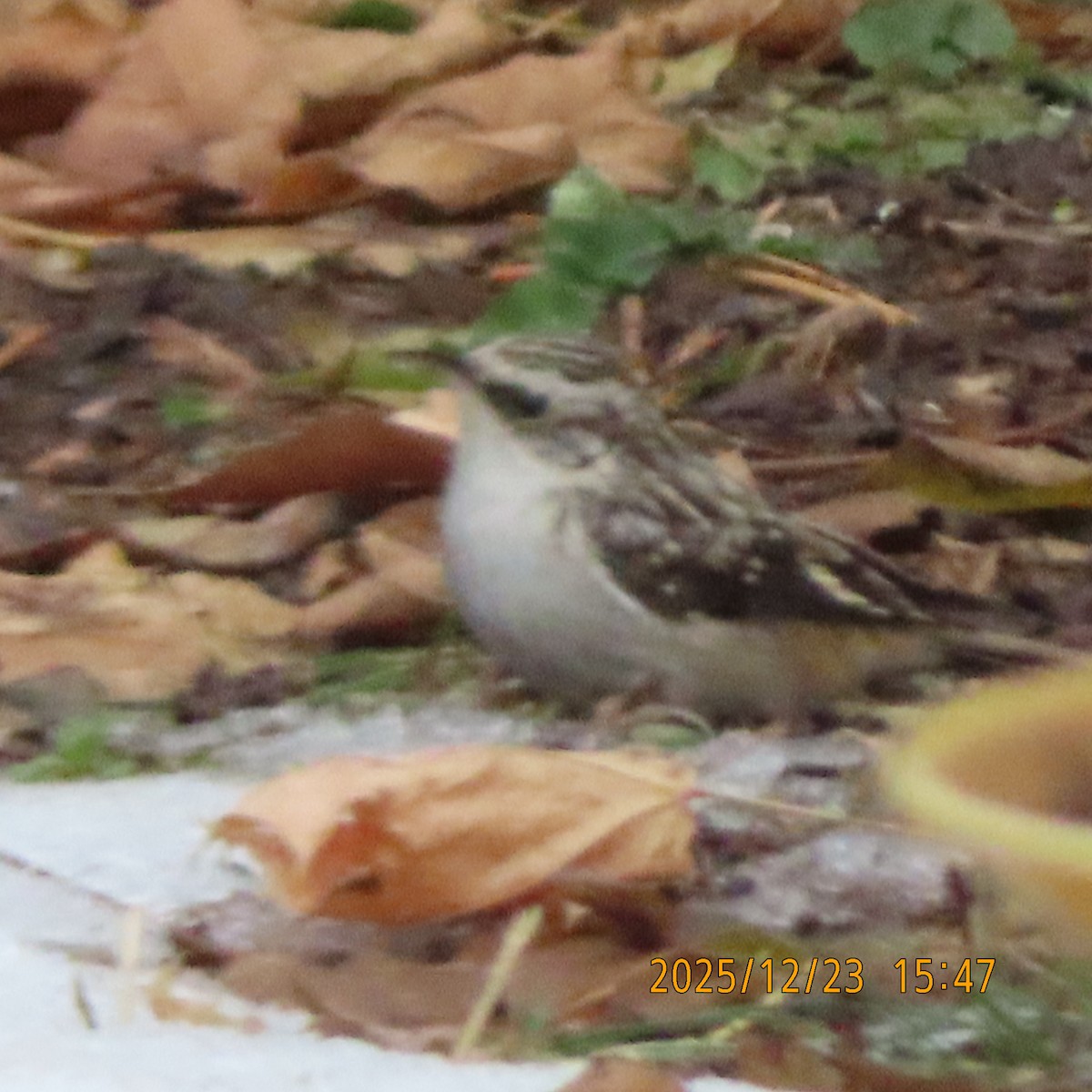 Brown Creeper - ML647538826