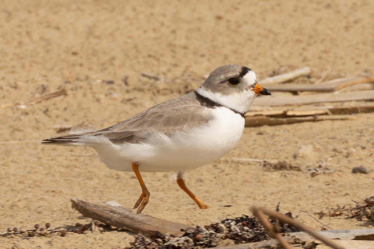 Piping Plover - ML647538830