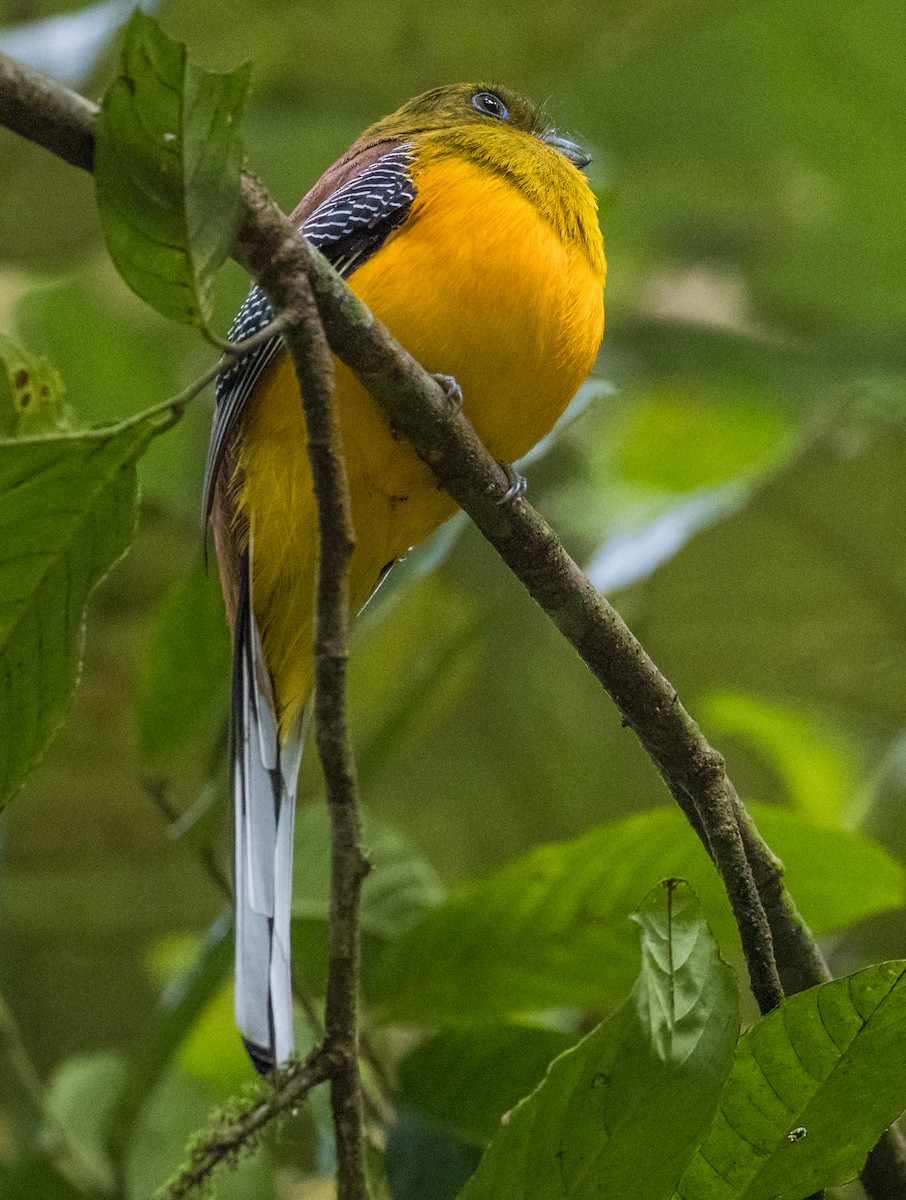 Orange-breasted Trogon - ML647538834