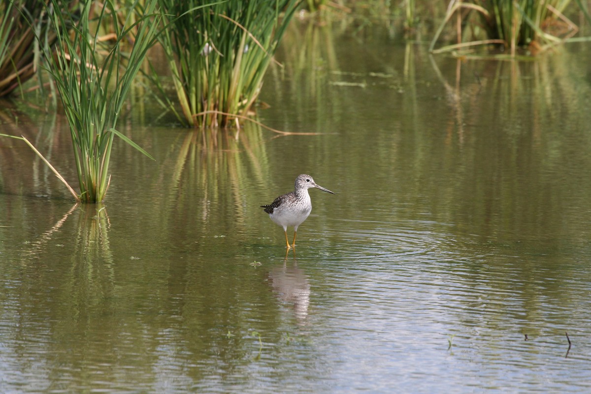Greater Yellowlegs - ML647538846