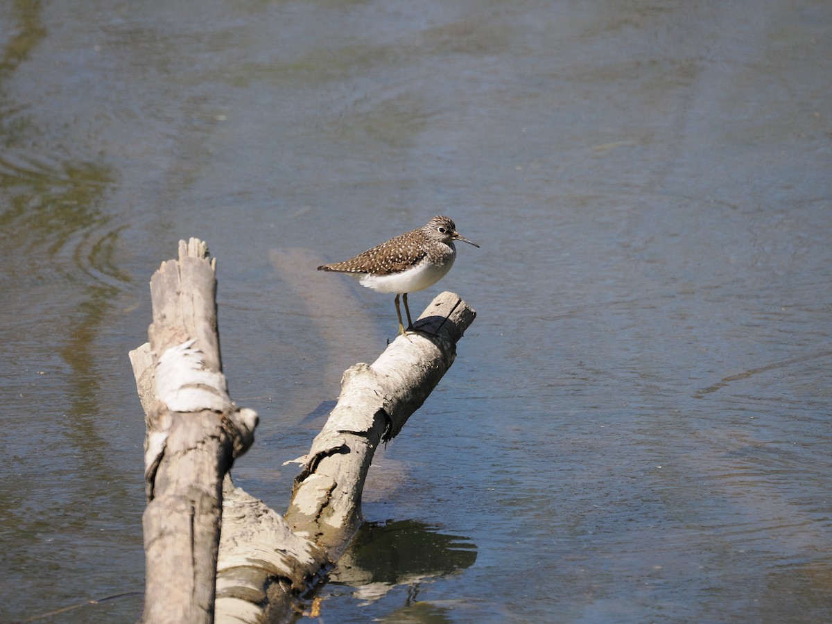 Solitary Sandpiper - ML647538856