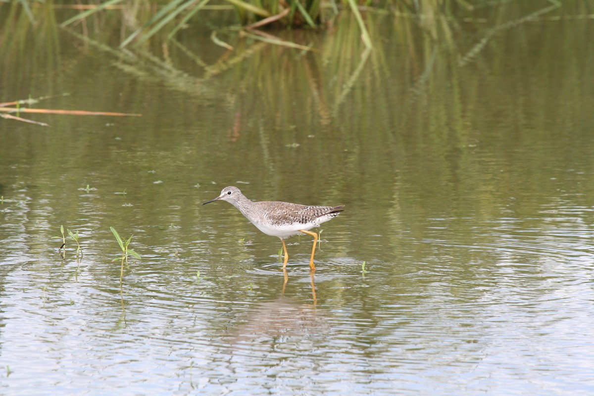 Lesser Yellowlegs - ML647538864