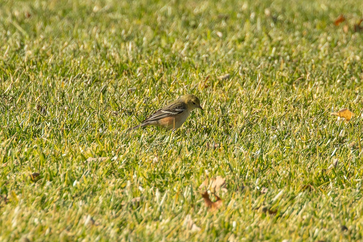 Пісняр-лісовик каштановий - ML647538870