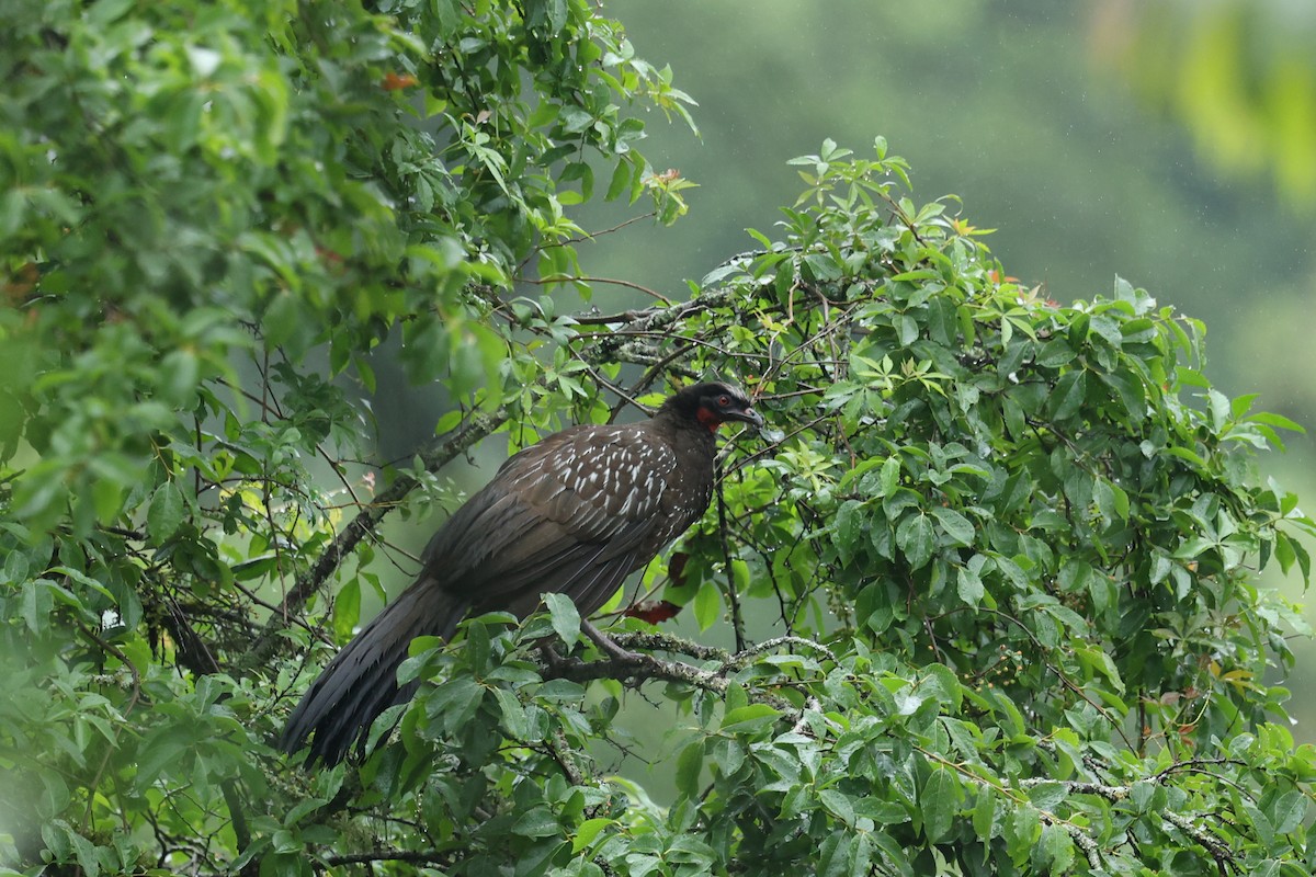 guan bolívijský - ML647538880