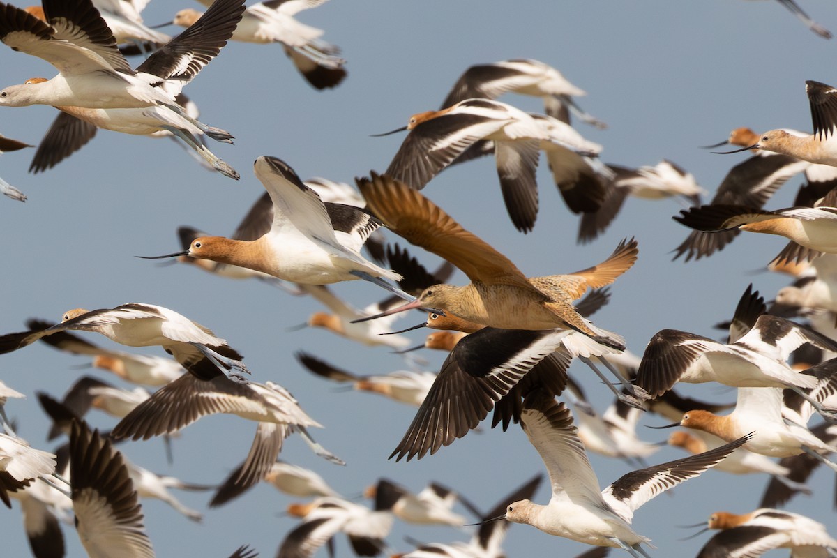 Marbled Godwit - ML647538895