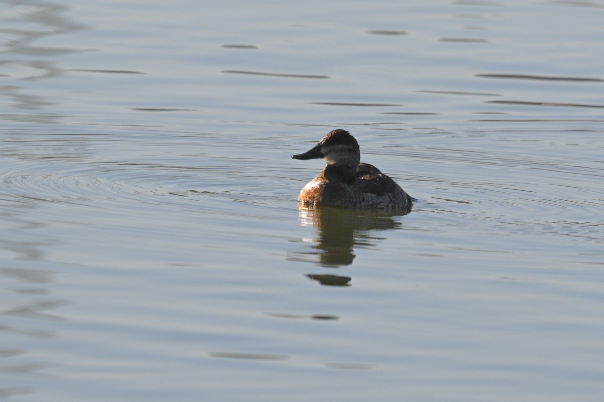 Amerika Dikkuyruğu - ML647538900