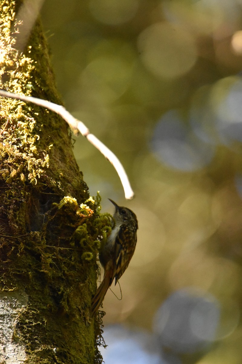 Hume's Treecreeper - ML647538910