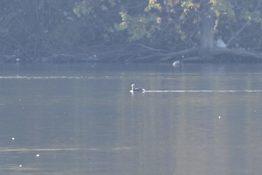 Grèbe à cou noir - ML647538911